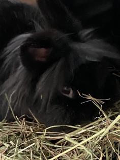 Blacky Zwergkaninchen