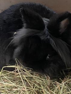 Blacky Zwergkaninchen