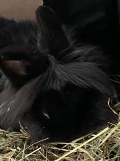 Blacky Zwergkaninchen